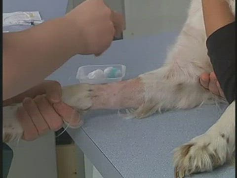 how long can an iv catheter stay in a dog