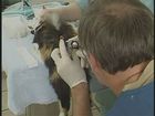 Tech Skills Female Canine And Feline Urinary Catheters