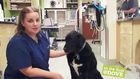 Oral Medication Administration - Canine