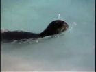 Crittercam, Monk Seals