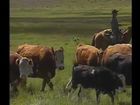 Exploring the World, U.S.A. 1: Colorado Horse Ranch