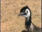 Australia Wild, Series 1, Episode 4, Emus: Curious Companions