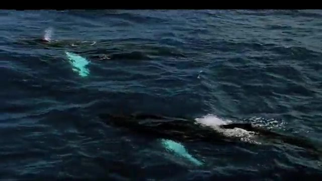 Amazing Animals, Season 1, Episode 1, Animal Journeys, Part 1 | Alexander Street, part of Clarivate Amazing Animals, Season 1, Episode 1, Animal Journeys, Part 1 | Alexander Street, part of Clarivate