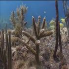 Coping with Climate Change, Season 1, Episode 15, Endangered Coral Reefs Die as Ocean Temperatures Rise and Water Turns Acidic