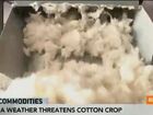 Has Hot and Dry Weather Spared U.S. Cotton?