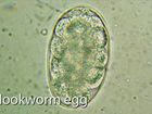 Laboratory Skills 1, Part 7, Intestinal Parasite Identification