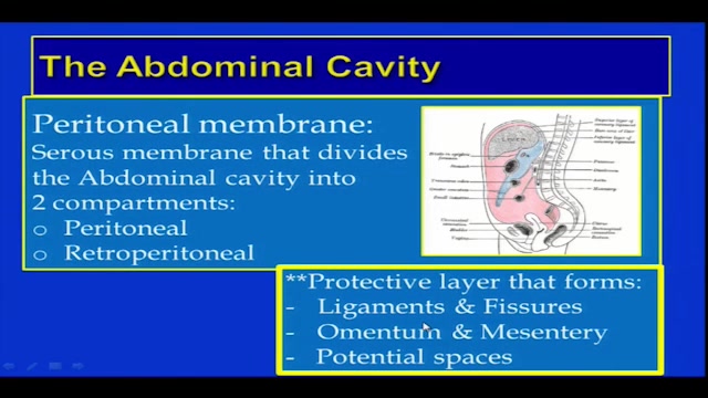 Abdominal Sonography Anatomy Overview And Scan Fundamentals Alexander Street A Proquest Company