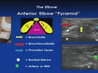 Ultrasound Evaluation of the Elbow