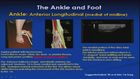 Ultrasound Evaluation of the Ankle and Foot