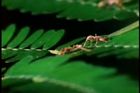 Acacia Tree Ants