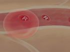 Anatomy and Physiology, The Cardiovascular System: Red Blood Cells