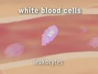Anatomy and Physiology, The Cardiovascular System: White Blood Cells