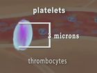 Anatomy and Physiology, The Cardiovascular System: Platelets