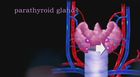 Anatomy and Physiology, The Endocrine System: Parathyroid Glands