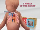 Pediatric Physical Assessment, Assessment of the Heart in Pediatric Physicals