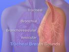 Auscultation of Breath Sounds: Normal Breath Sounds, Episode 3, Auscultation of Breath Sounds: Tracheal, broncial, bronchovesicular and vesicular breath sounds