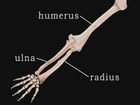 Anatomy and Physiology, The appendicular skeleton