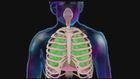 Nursing Assessment, Respiratory system anatomy