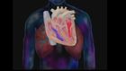 Nursing Assessment, The Cardiovascular System, Part 1: Anatomy and Subjective Data: Anatomy of the heart