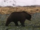 Nature, Season 30, Episode 6, Fortress of the Bears