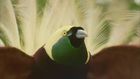 Attenborough's Birds of Paradise