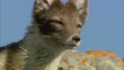 Wonder of Animals, Series 1, Episode 5, Foxes