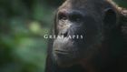 Wonder of Animals, Series 1, Episode 7, Great Apes