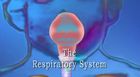 Anatomy and Physiology, The Respiratory System