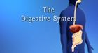 Anatomy and Physiology, The Digestive System