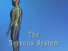 Anatomy and Physiology, The Nervous System