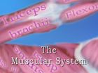 Anatomy and Physiology, The Muscular System