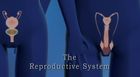 Anatomy and Physiology, The Reproductive System