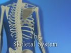 Anatomy and Physiology, The Skeletal System