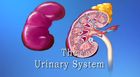 Anatomy and Physiology, The Urinary System