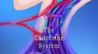 Anatomy and Physiology, The Endocrine System