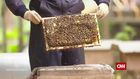 Eco Solutions, Episode 9, Bees