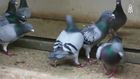 Great Big Story, That's Amazing: Pigeon Patrol