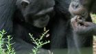 Big Animal Surgery, Series 1, Episode 2, Chimpanzee