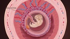 Learn About Human Embryonic And Fetal Development, From Fertilization To Birth