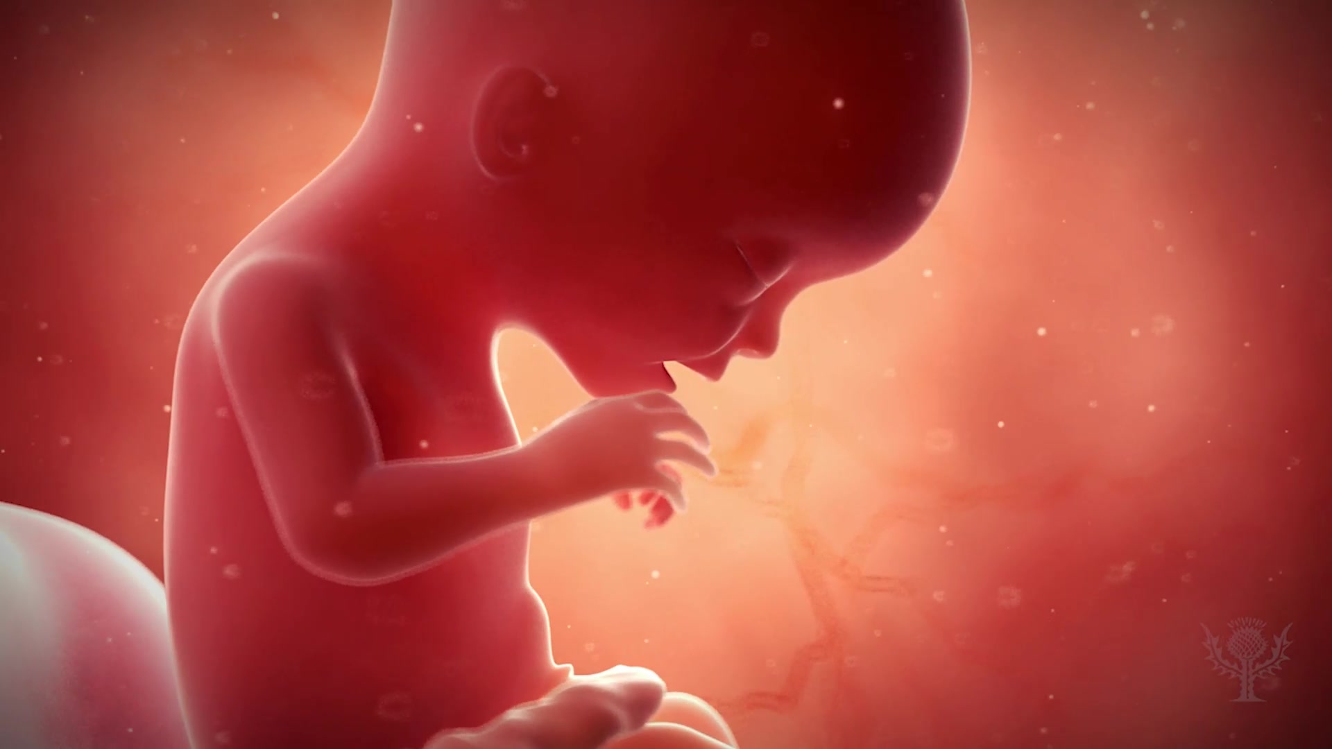 Learn About Human Embryonic And Fetal Development, From Fertilization To  Birth | Alexander Street, part of Clarivate