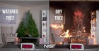 Christmas Tree Fire: Watered Tree vs. Dry Tree
