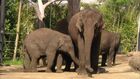 Wildlife at the Zoo, part 1, 6, Elephant Mating, Gorilla Part 2