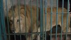 Wild Animal Rescue, Season 1, Episode 4, Plight of the Lions